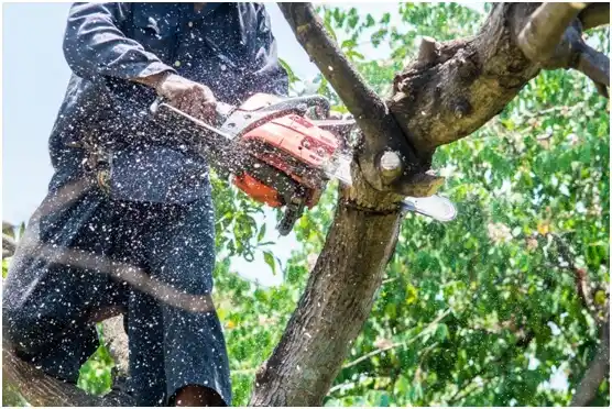tree services Phillips